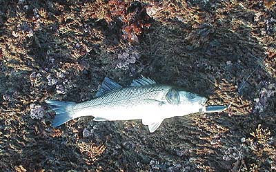 Slightly smaller than the first, again taken on my altered lure.