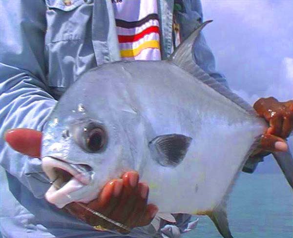 The 'holy grail' of many fly fishermen these fantastic fish are crab addicts.