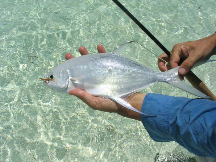 Similar to palometa or pompano and beautiful fish.