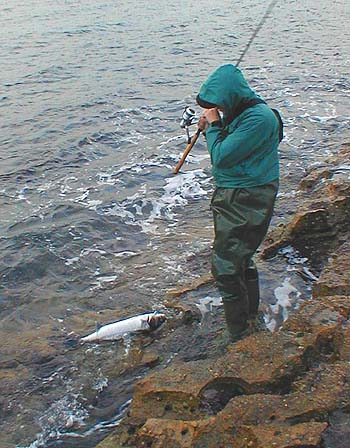 The bass lies quietly on the wet rocks and is ready to be unhooked.