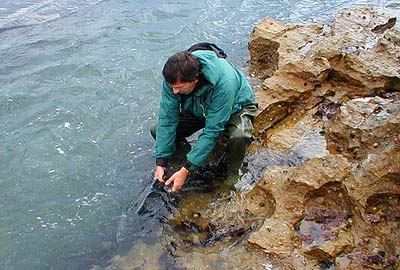 After a few seconds of 'nursing' the fish swims off - hopefully not into a gill net.