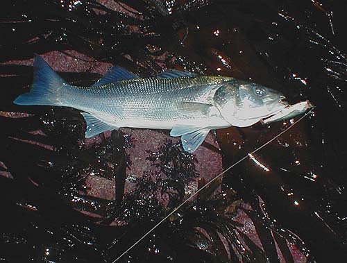 This bass was caught on my repainted Skitterpop fished on calm water.