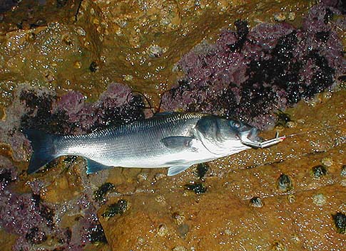 Note the lip on the plug made out of a bit of plastic bottle and set to fish very shallow.