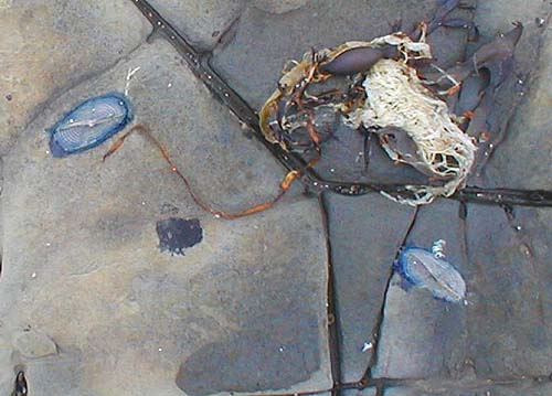 Note the little diagonal sails and the rings which stiffen the floats.