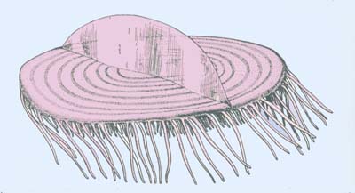 Although they look a bit like jellyfish these are surface sailing inhabitants of the ocean.