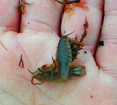 These animals are quite fast swimmers and both bass and mullet eat lots of them. These are big ones.