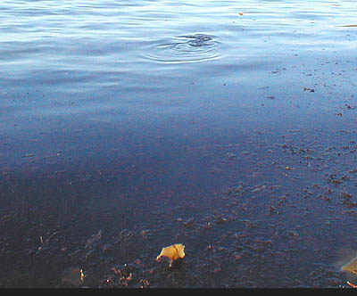 On my second trip the sea was flat and most of the bass had gone but there were lots of mullet.