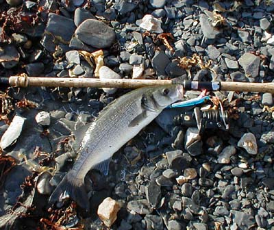 This small bass took a Storm Thunderstick plug.