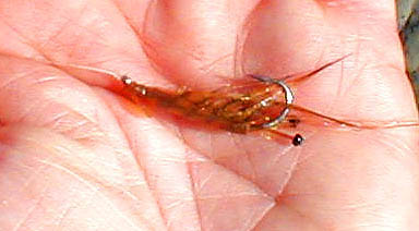 These seem to be reasonable copies of the Idothea