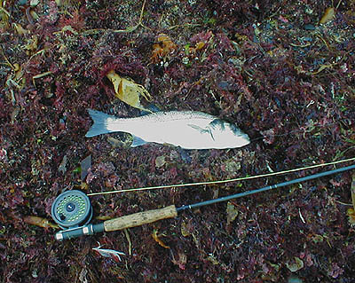 Notice that this schoolie had completely swallowed the fly, it was hooked in the back of the tongue.