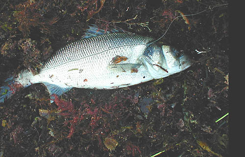 After I unhooked the fish I laid the fly on it to show the scale of it.