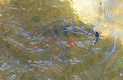 The perch were all under the white water in a weir pool.