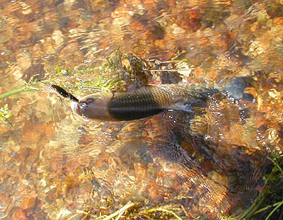 This was the only one I managed to land despite hooking several others.