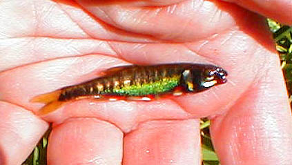 This male minnow was foul hooked on my plug. The brightly coloured males shoal up on the shallows at spawning time. The drab brownish females stay in deeper water until they are ready to lay eggs.