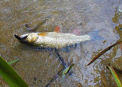 I saw the fish, in shallow water, with a couple of its friends and threw the plug to it. It took straight away.