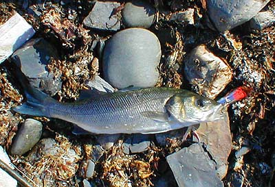 The lures still seem much too big for the fish but it doesn't appear to matter.