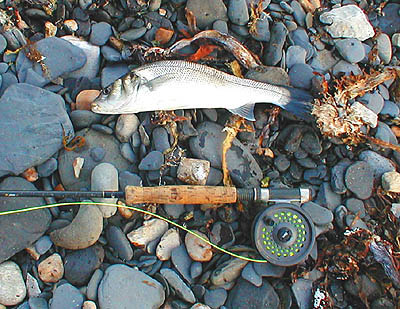 Only a small schoolie but a fierce fighter on my fly gear.