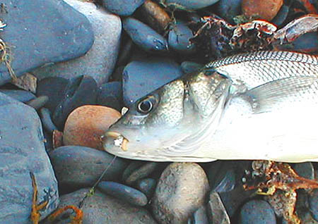 Notice the maggots on the hook. Although I caught a couple when there were no maggots on the hook, bites were instantaneous with maggot baited flies.