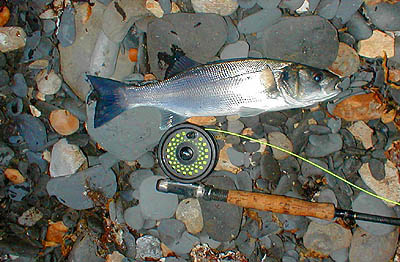 Bass of this size really make the reel scream.