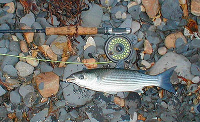 There were not many mullet in the bass shoals and experience suggests that I wouldn't have caught any on an unbaited fly.