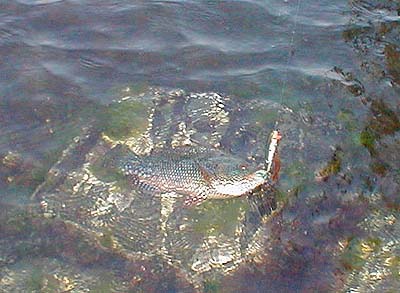 The fish rests quietly in the water after a good struggle.