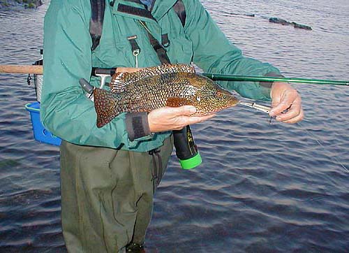 Ballan wrasse are amazing creatures with a huge variation in colour.