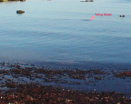 Difficult to get pictures (I had many duff shots) but this is what the feeding fish look like. Note the amount of weed in the water's edge - this attracts the Idotea and they attract the fish.