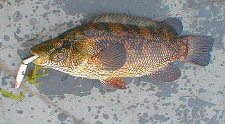 1.7 kilos of mahogany speckled beauty.