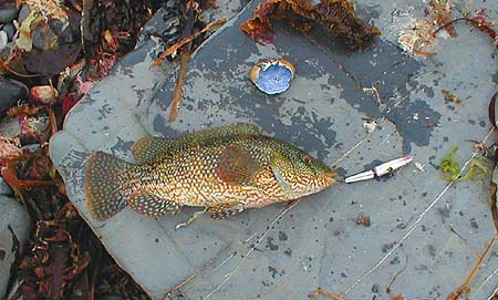 A bit smaller than Nigels but still a decent fish