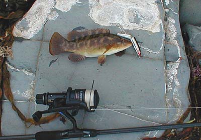 Even the smaller wrasse will nip at a plug. This one took the mid-body hook.