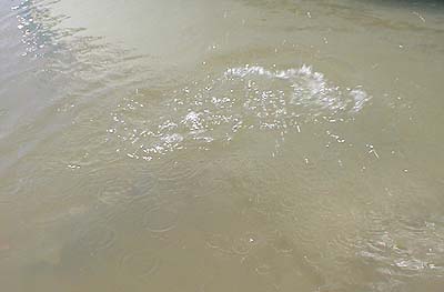 A trails of water droplets and bubbles shows where the lively mullet was a fraction of a second before I pressed the shutter.