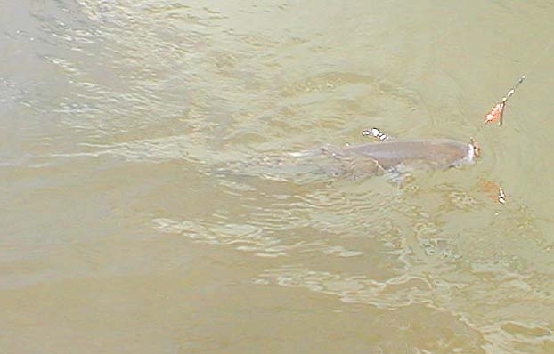 A fine thinlip well hooked on the front hook of my 'Pennel-rigged spoon.