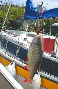 Rudd are a relatively recent introduction to the Frome and I certainly didn't expect to catch them on my mullet spoon.
