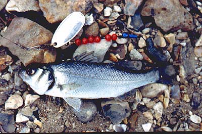 Ragworm baited spinners tend to pick out the smallest bass (but will catch bigger fish too).