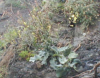 It is extremely dangerous even to stand under these crumbling cliffs let alone to climb down them.