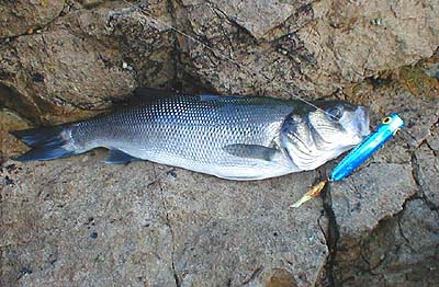 The fish obviously hit the lure amidships, hooking itself on the mid-body treble.