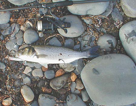 Notice it took the Skitterpop 'amidships'. It took a couple of twitches before I had a solid take. Was it the same fish?