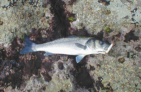 Once again the lure was taken from the side.