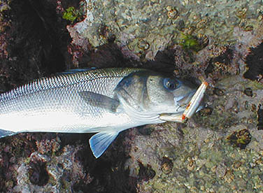 The lure is heavy and casts well but it still has a nice action.