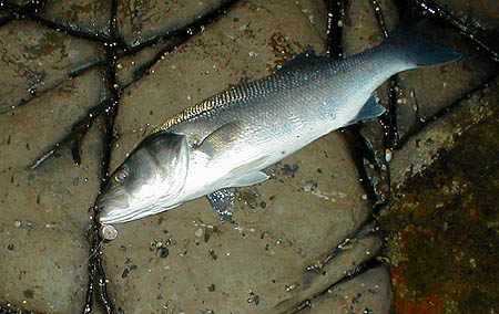 The fish only took properly after I had twitched the lure twice