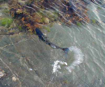 Occasional waves were breaking onto this side of the ledge and obscured the taking fish.