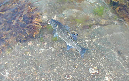 After rushing about on both sides of the ledge the fish began to tire.