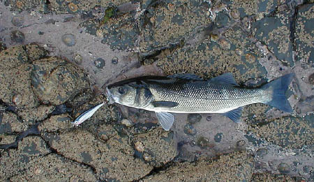 I still find it hard to believe that the fish managed to sneak up unseen in such shallow water.