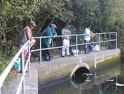 The fish tend to hang round the pipe and are very difficult to get at.