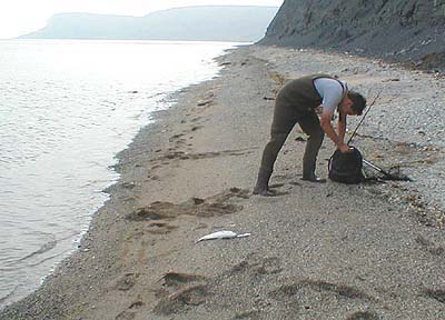 He is just reaching for the pliers to extract the hook with minimal damage to the bass or his fingers.
