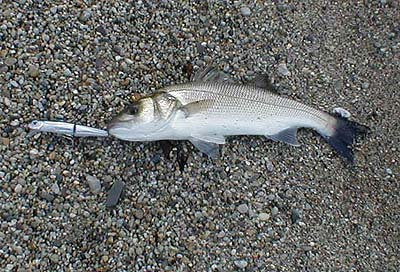 The plump little bass took the ABU plug by the tail. These lures have an excellent 'silver fish' finish.