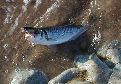 Even these small fish can manage a plump popper.