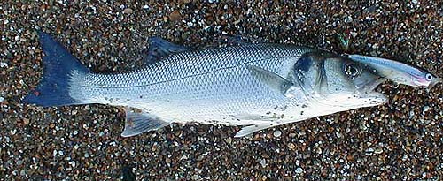 One of the fish that I missed did a complete cartwheel over the stationary lure.