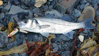 Well hooked on the mid-body treble. It would not have come off.