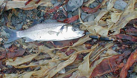 Paul's bass landed right at the end of the session.